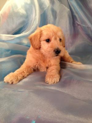 Male Schnoodle Puppy for sale #1 Born August 22, 2013 Schnoodle Breeders located in Iowa with Puppies for sale now!